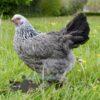 Brahma Chicken Silver Laced Partridge