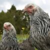 Brahma Chicken Silver Laced Partridge