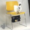 Showgirl Silkie Chicken White