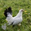 Bantam Chabo "Japanese" Hen White