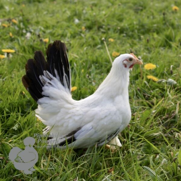 Bantam Chabo 