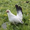 Bantam Chabo "Japanese" Hen White