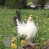 Bantam Chabo "Japanese" Hen White