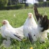 Bantam Chabo "Japanese" Hen White