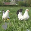 Bantam Chabo "Japanese" Hen White