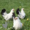 Bantam Chabo "Japanese" Hen White