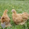 Cochin Chicken Buff Gold
