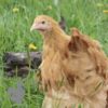 Cochin Chicken Buff Gold