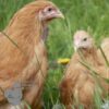 Cochin Chicken Buff Gold