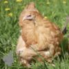 Cochin Chicken Buff Gold