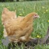 Cochin Chicken Buff Gold
