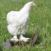 Cochin Chicken White
