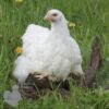 Cochin Chicken White
