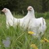 Cochin Chicken White