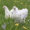 Cochin Chicken White