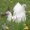 Cochin Chicken White
