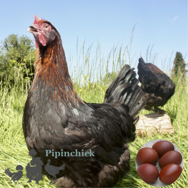 Copper French Marans Chicken Black