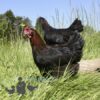 Copper French Marans Chicken Black