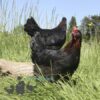 Copper French Marans Chicken Black