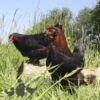 Copper French Marans Chicken Black