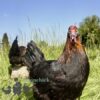 Copper French Marans Chicken Black