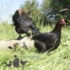 Copper French Marans Chicken Black