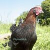 Copper French Marans Chicken Black