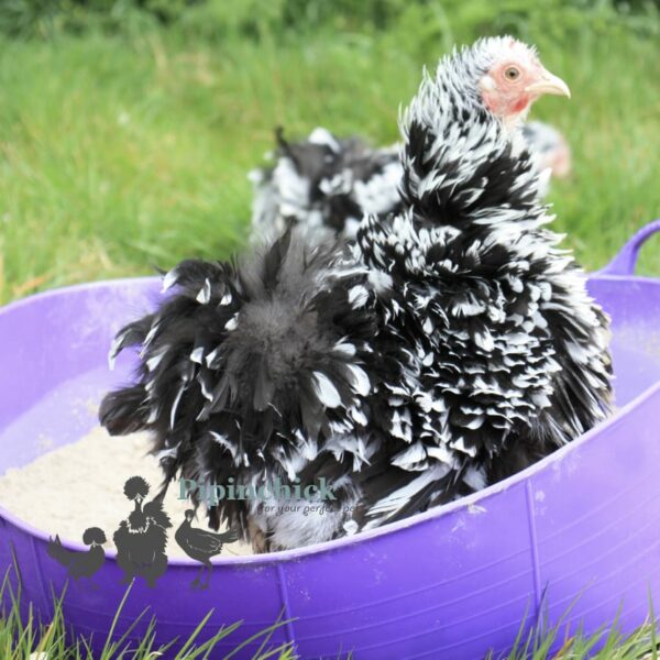 35ltr Shallow Tubtrug Portable Dust Bath