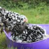 Scented Sands Complete Poultry Dust Bath Kit