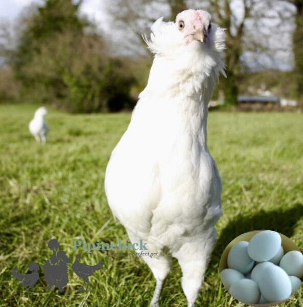 Hybrid Sapphire Emerald Chicken White Speckle