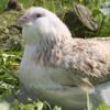 Bantam Faverolles Chicken Salmon
