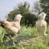 Bantam Faverolles Chicken Salmon
