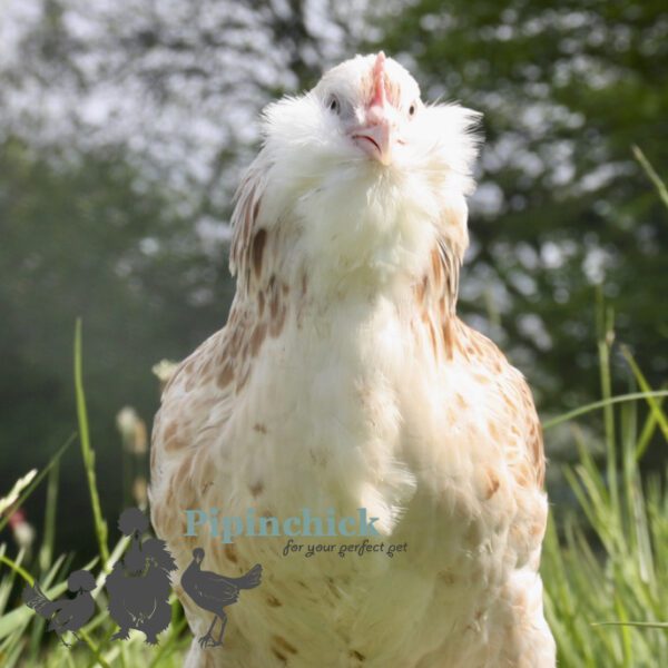Bantam Faverolles Chicken Salmon
