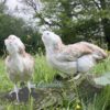 Bantam Faverolles Chicken Salmon