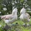 Bantam Faverolles Chicken Salmon