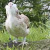 Bantam Faverolles Chicken Salmon