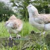 Bantam Faverolles Chicken Salmon