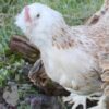 The Garden Bantams Flock