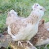 The Garden Bantams Flock