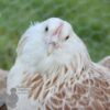 Bantam Faverolles Chicken Salmon