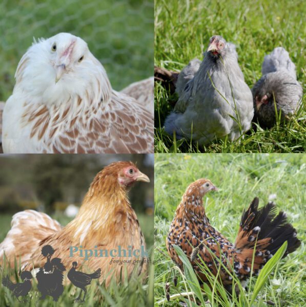 The Garden Bantams Flock