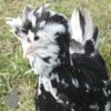 Houdan Chicken Black Mottled