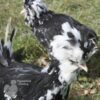 Houdan Chicken Black Mottled