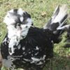 Houdan Chicken Black Mottled