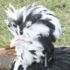 Houdan Chicken Black Mottled