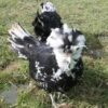 Houdan Chicken Black Mottled