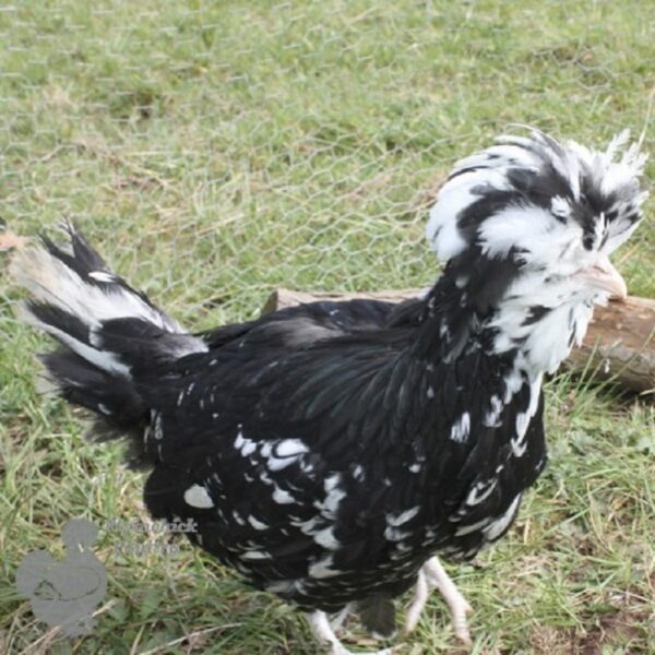 Houdan Chicken Black Mottled