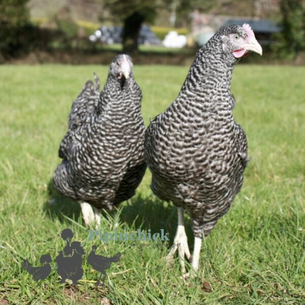 Hybrid  Speckledy Chicken Cuckoo