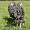 Hybrid  Speckledy Chicken Cuckoo