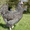 Hybrid  Speckledy Chicken Cuckoo
